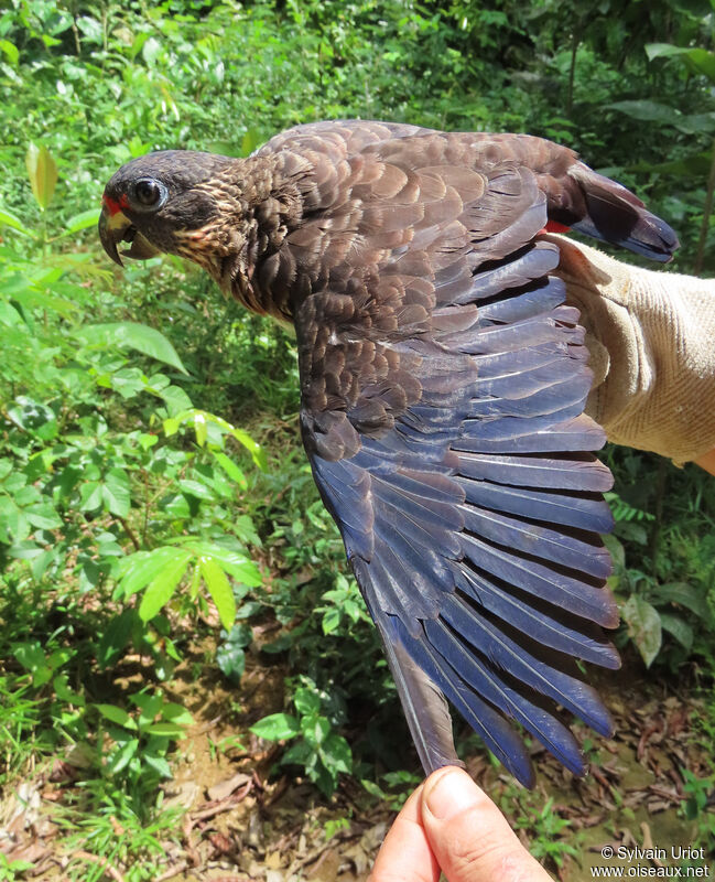 Dusky Parrotadult