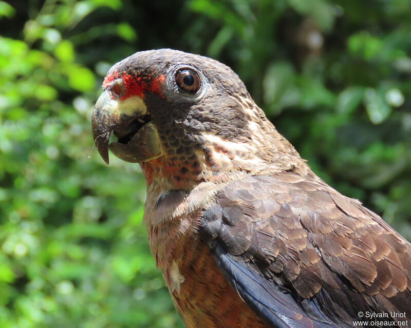 Dusky Parrotadult