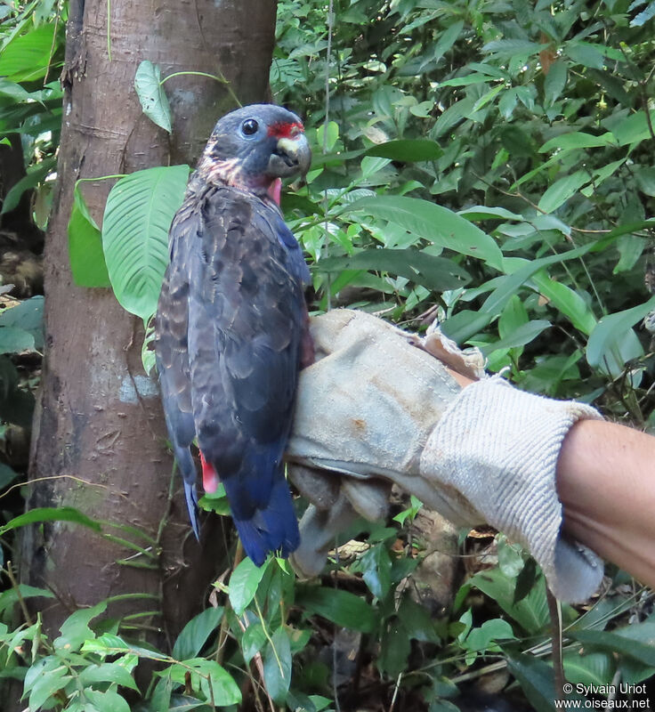 Dusky Parrotadult