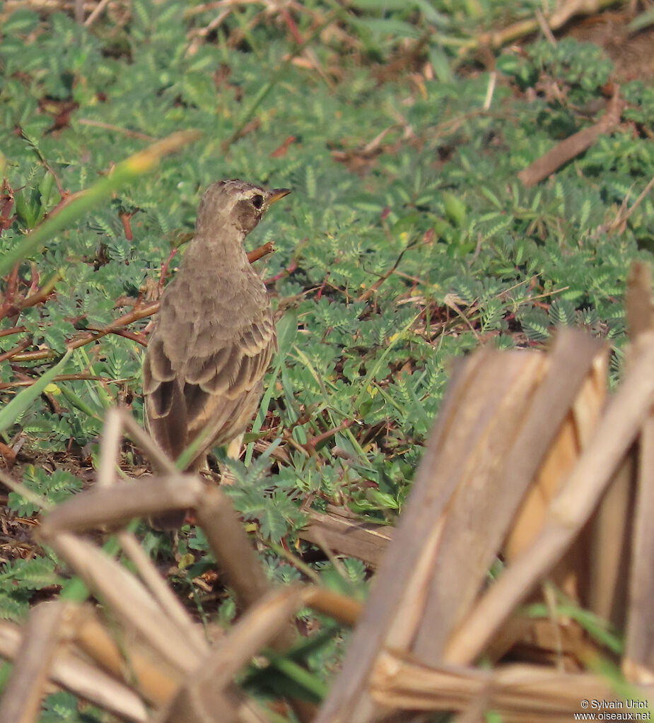 Plain-backed Pipitadult