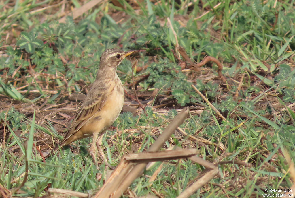 Plain-backed Pipitadult