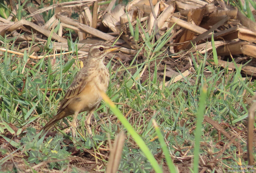 Plain-backed Pipitadult