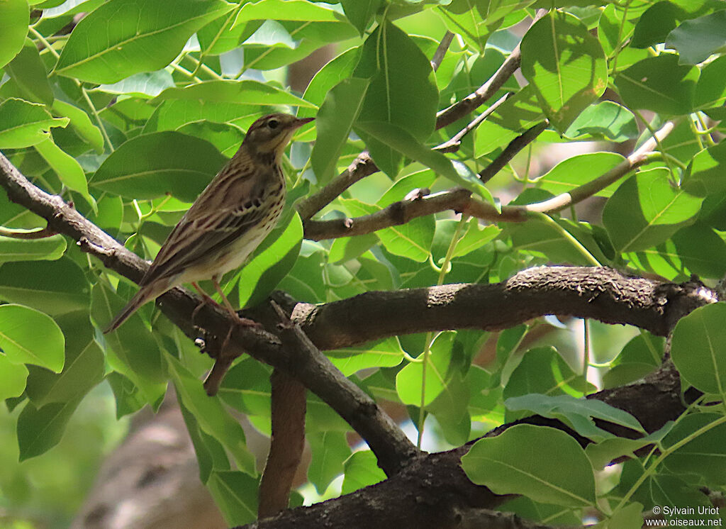 Pipit des arbresadulte