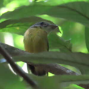 Platyrhynque à cimier blanc