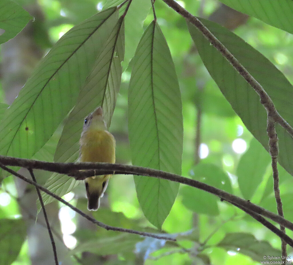 Platyrhynque à cimier blanc