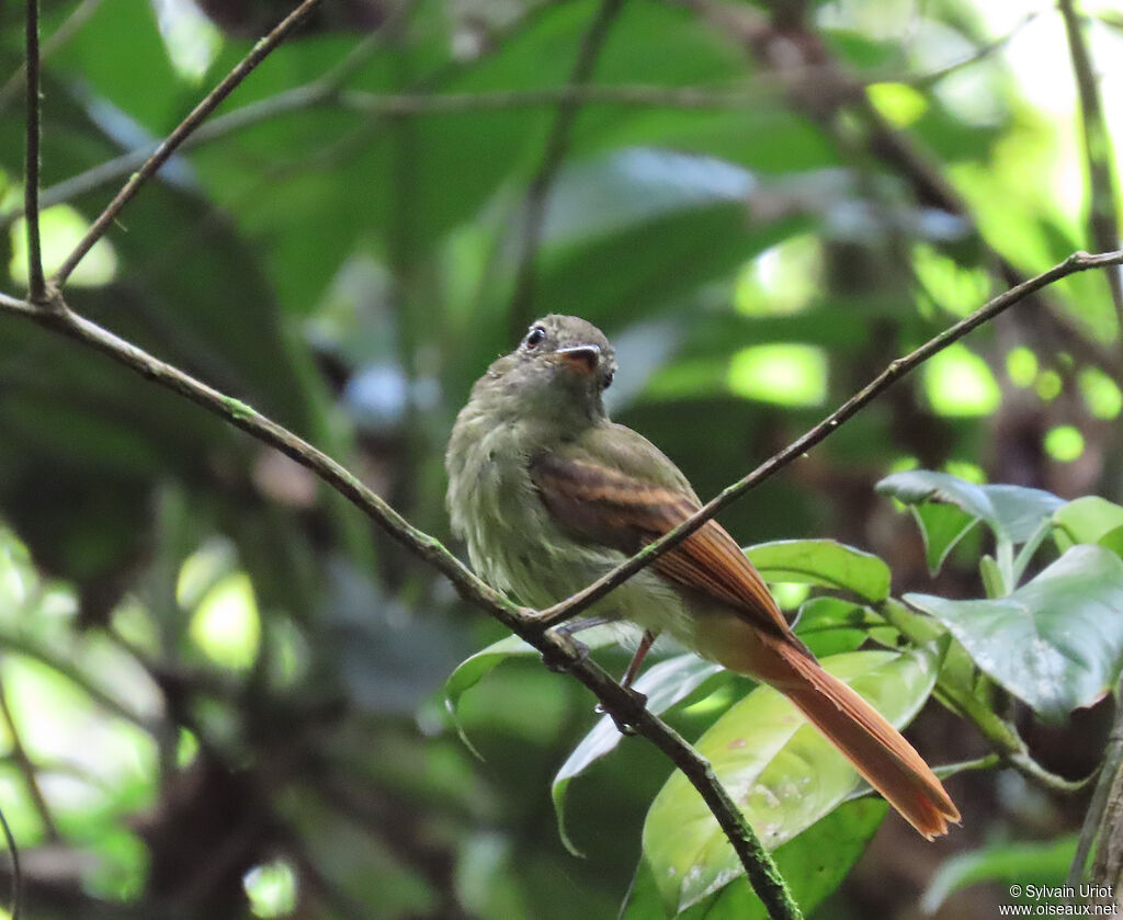 Platyrhynque à queue rousse