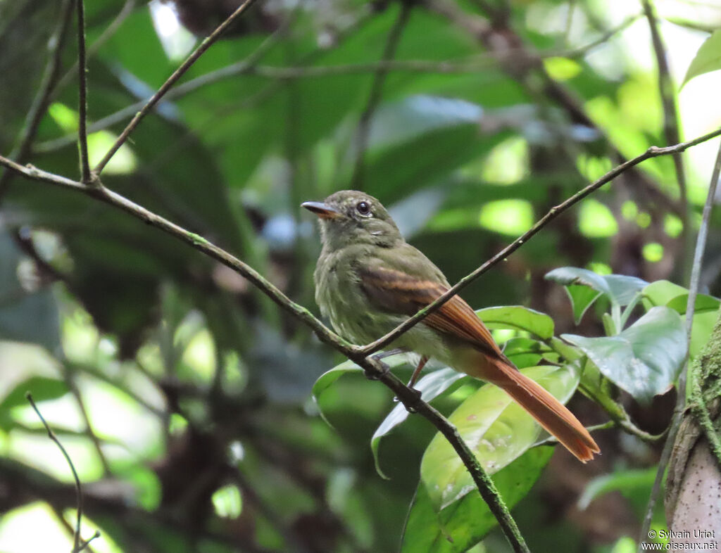 Platyrhynque à queue rousse