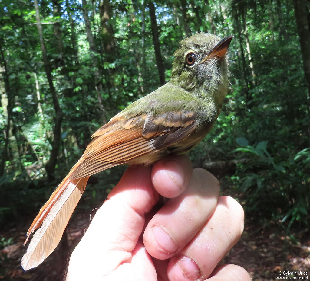 Platyrhynque à queue rousse
