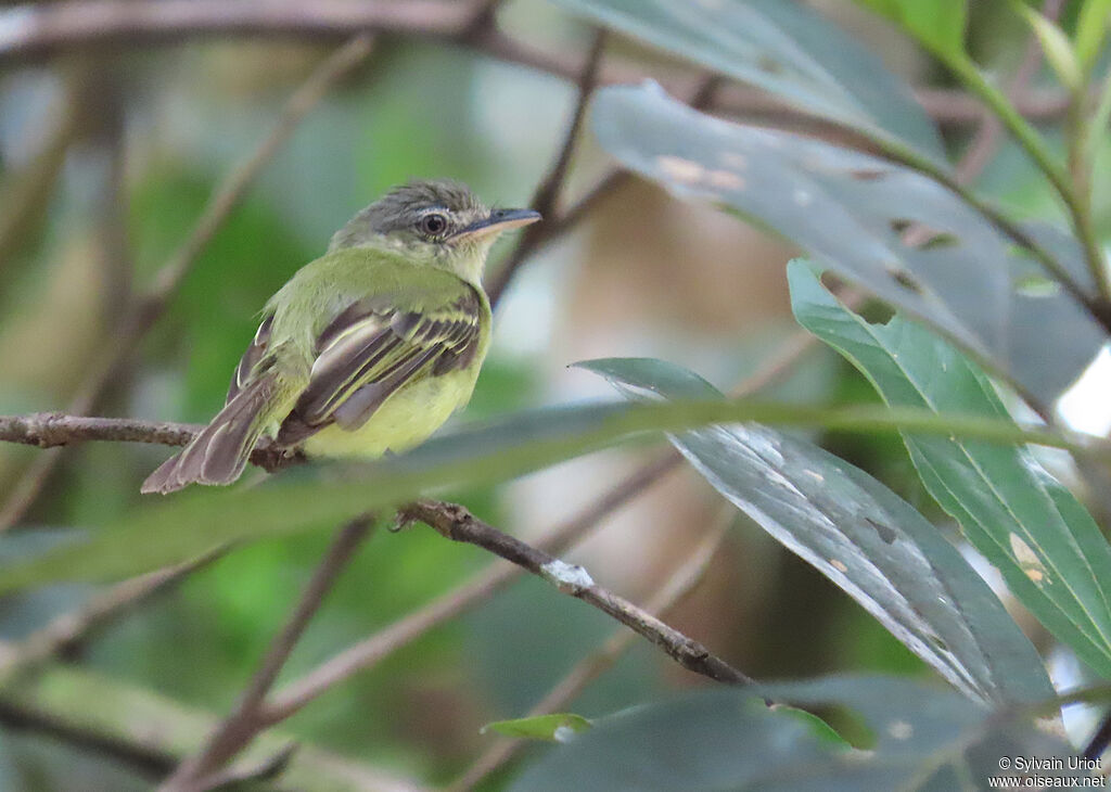 Platyrhynque jaune-oliveadulte