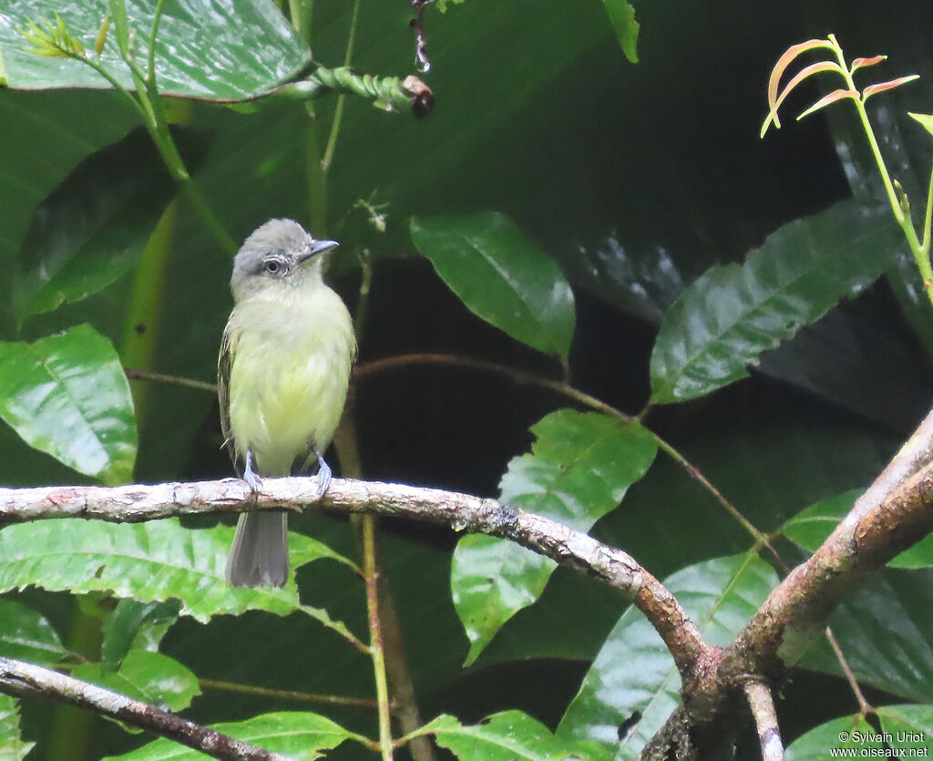 Platyrhynque jaune-olive - Tyranneau jaune-olive<br />adulte