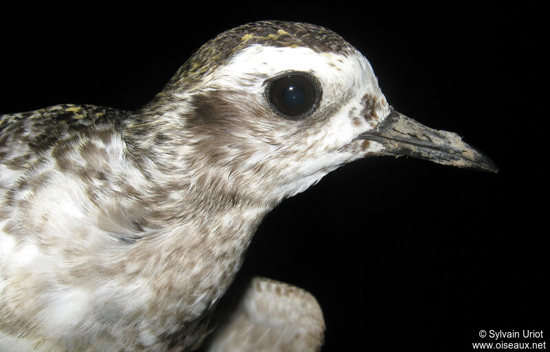 American Golden Ploveradult post breeding