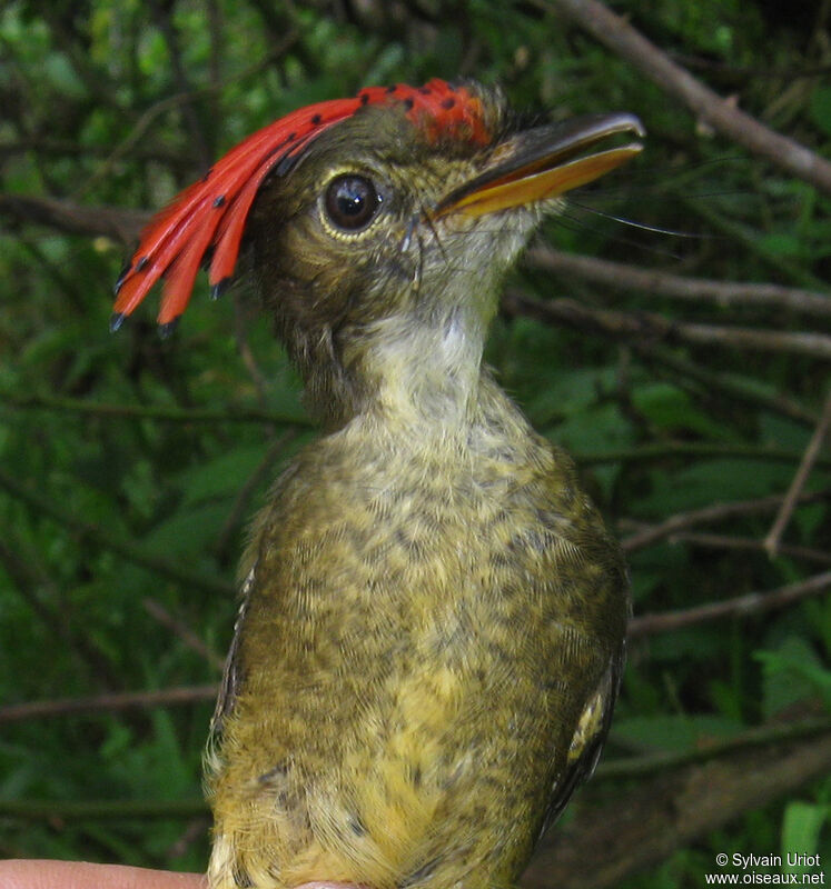 Tropical Royal Flycatcher male adult