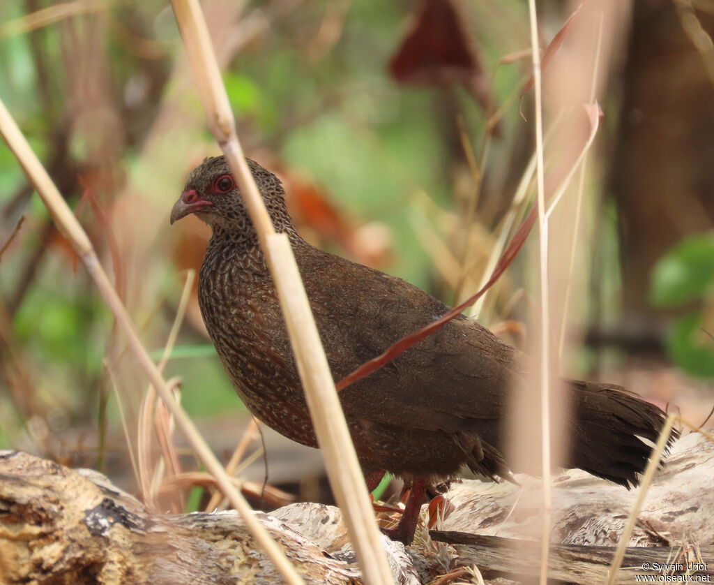 Poulette de rocheadulte