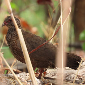 Poulette de roche