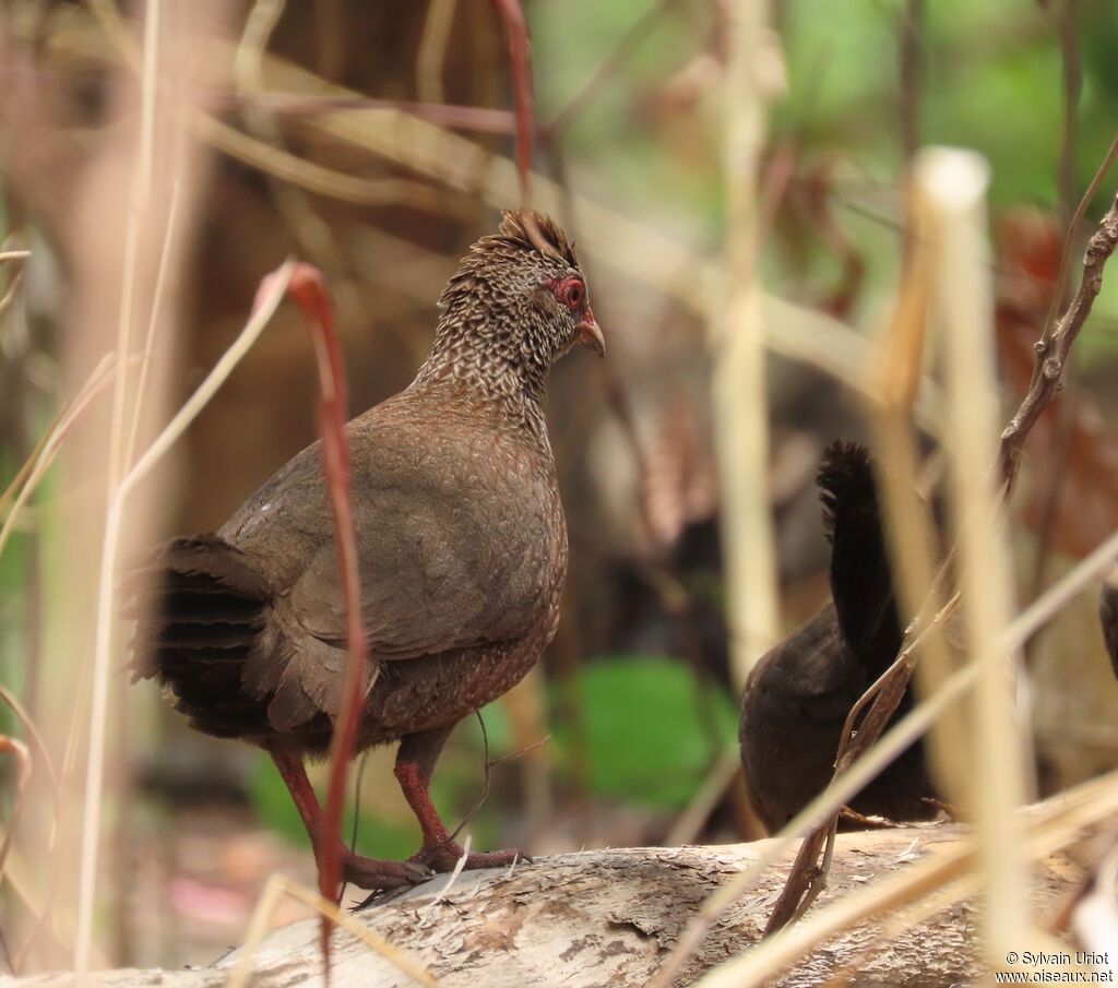 Poulette de rocheadulte