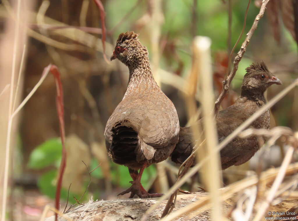 Stone Partridgeadult