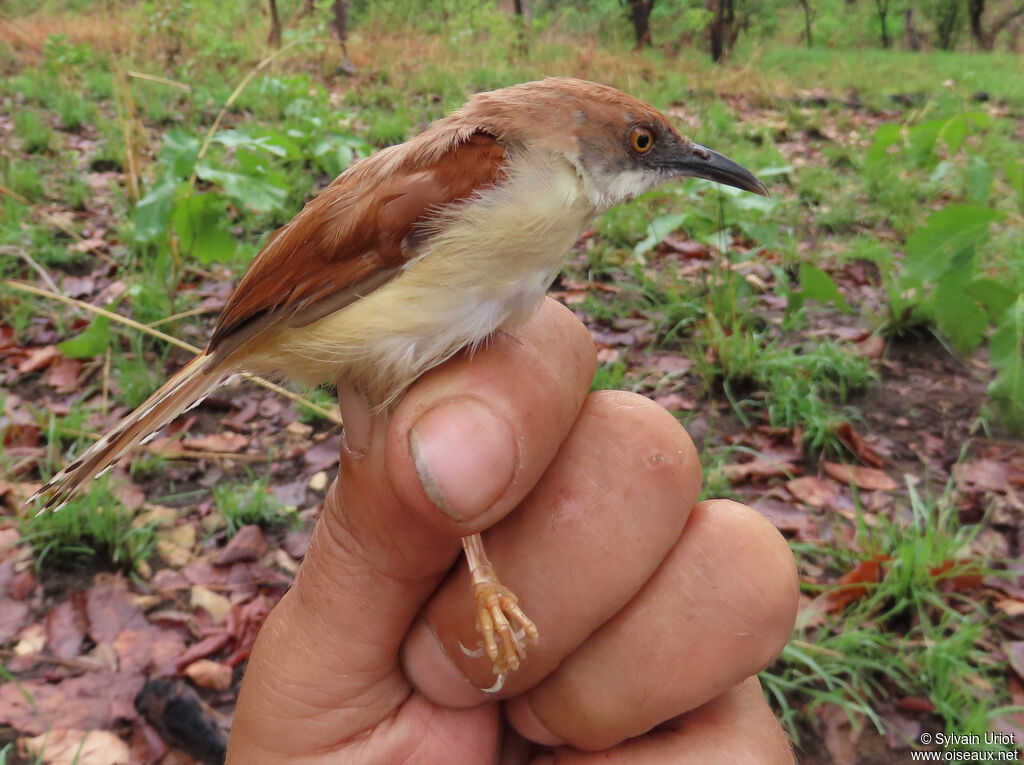 Prinia à ailes roussesadulte