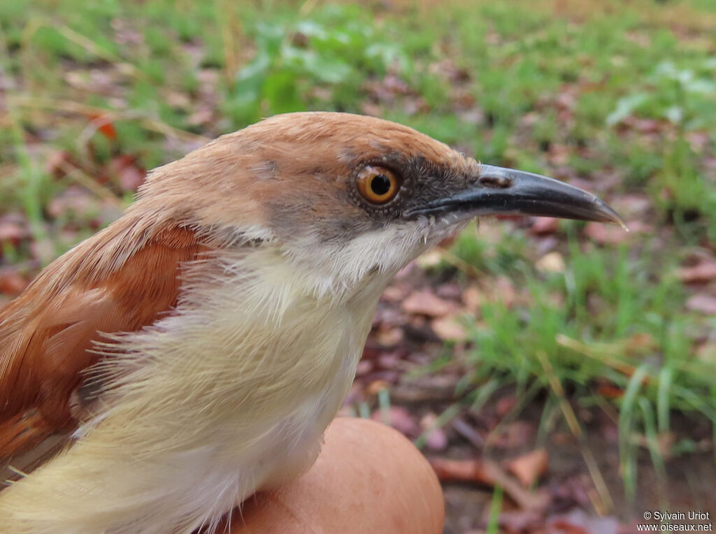 Prinia à ailes roussesadulte