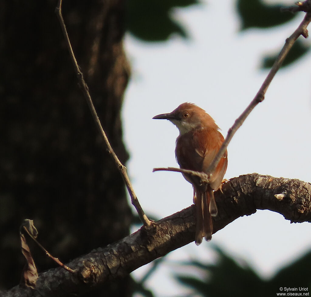 Red-winged Priniaadult