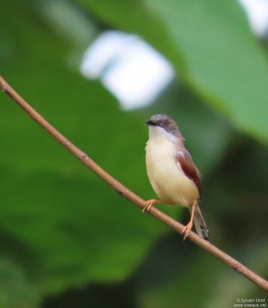 Prinia à ailes roussesadulte