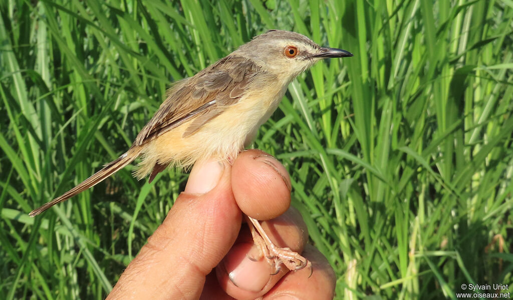 Prinia modesteadulte
