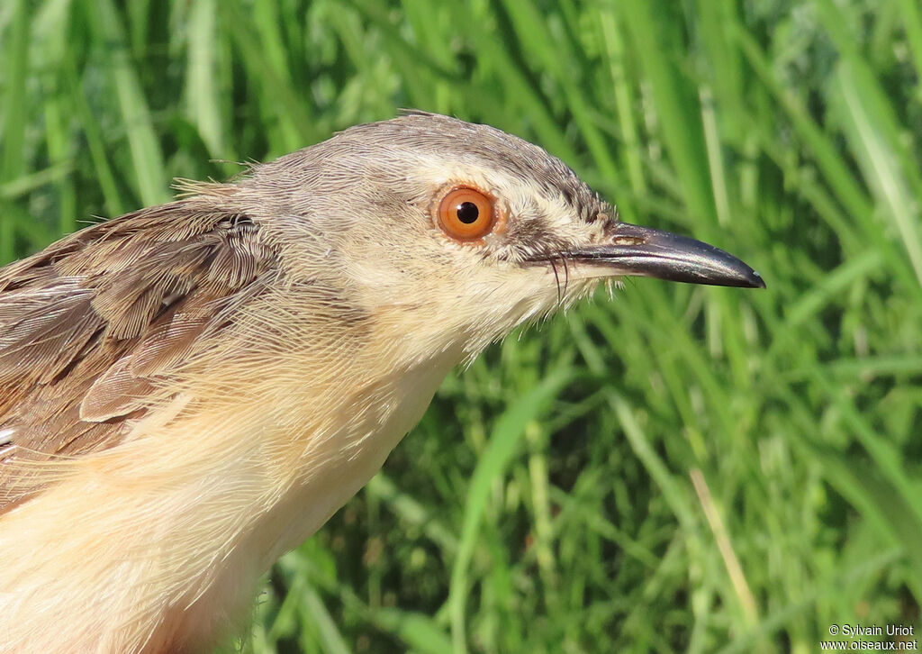 Prinia modesteadulte