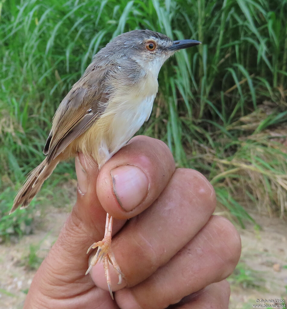 Prinia modesteadulte