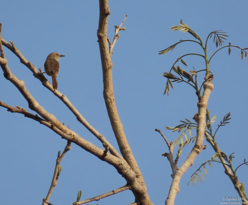 Tawny-flanked Priniaadult