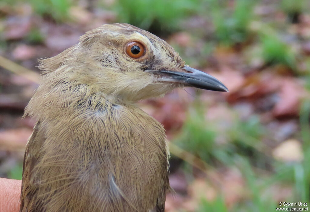 Prinia modesteadulte