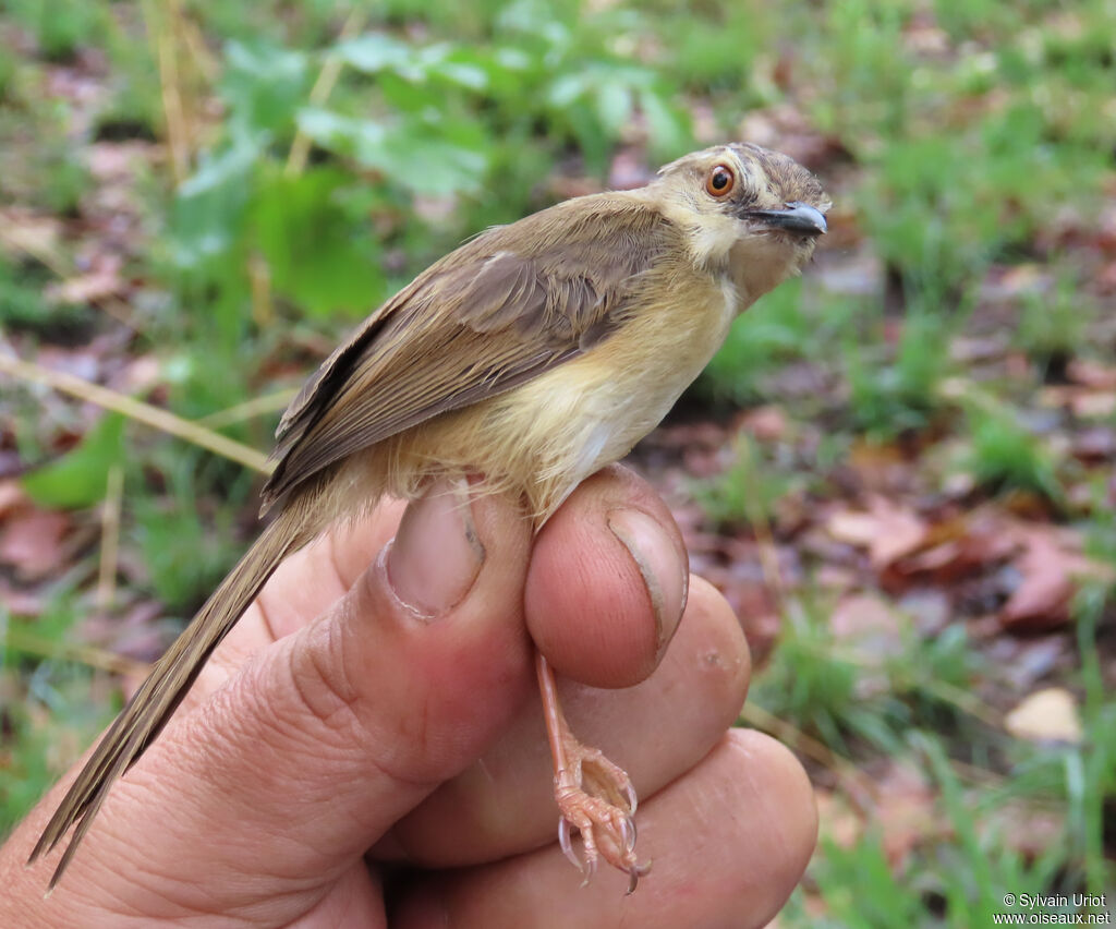 Prinia modesteadulte