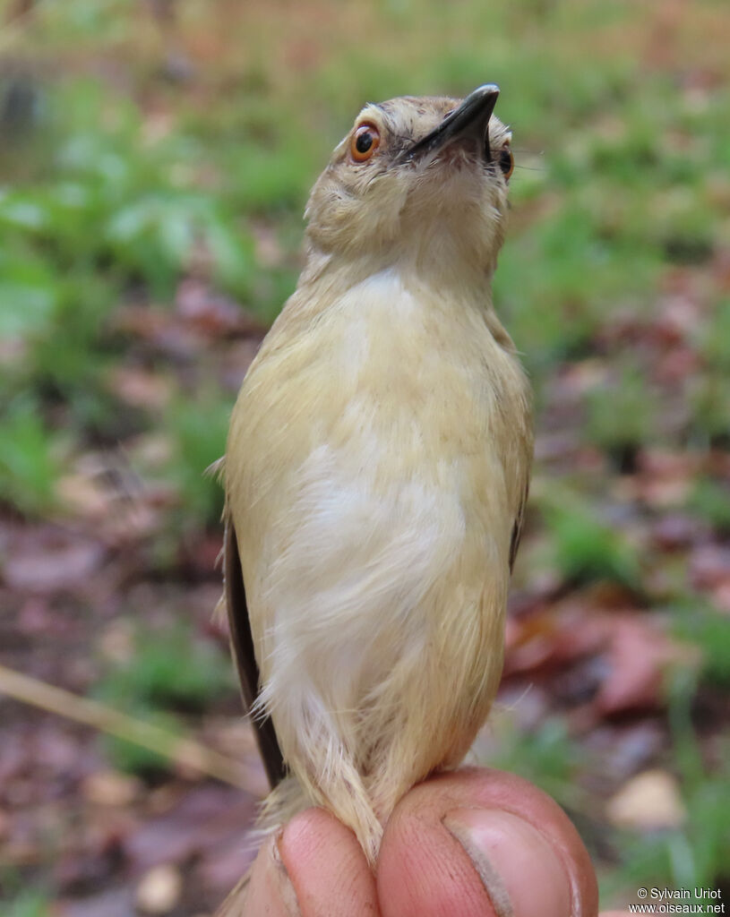Prinia modesteadulte