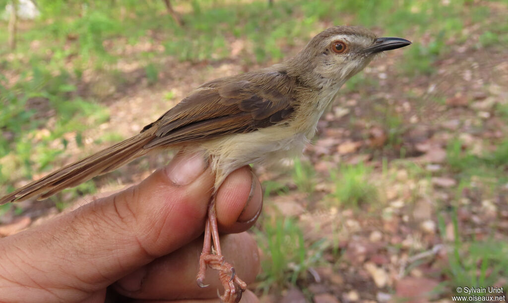 Prinia modesteadulte