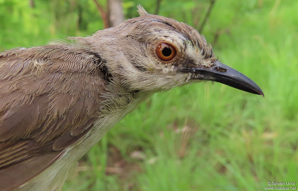 Prinia modesteadulte