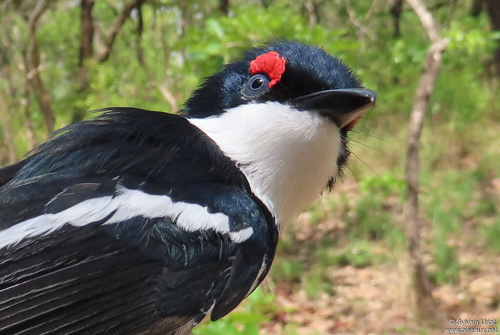 Brown-throated Wattle-eye male adult