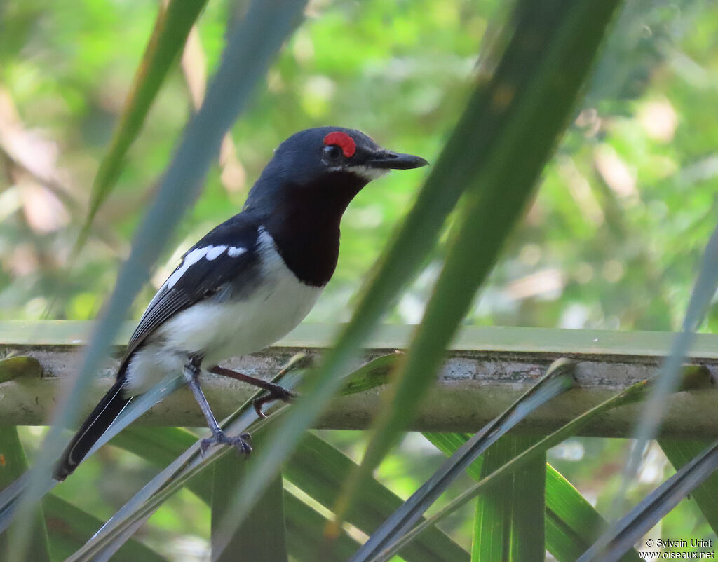 Brown-throated Wattle-eye female adult