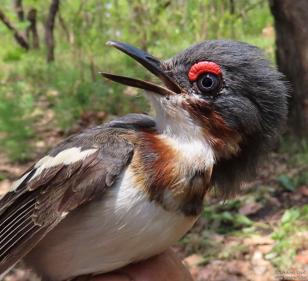 Brown-throated Wattle-eye male immature