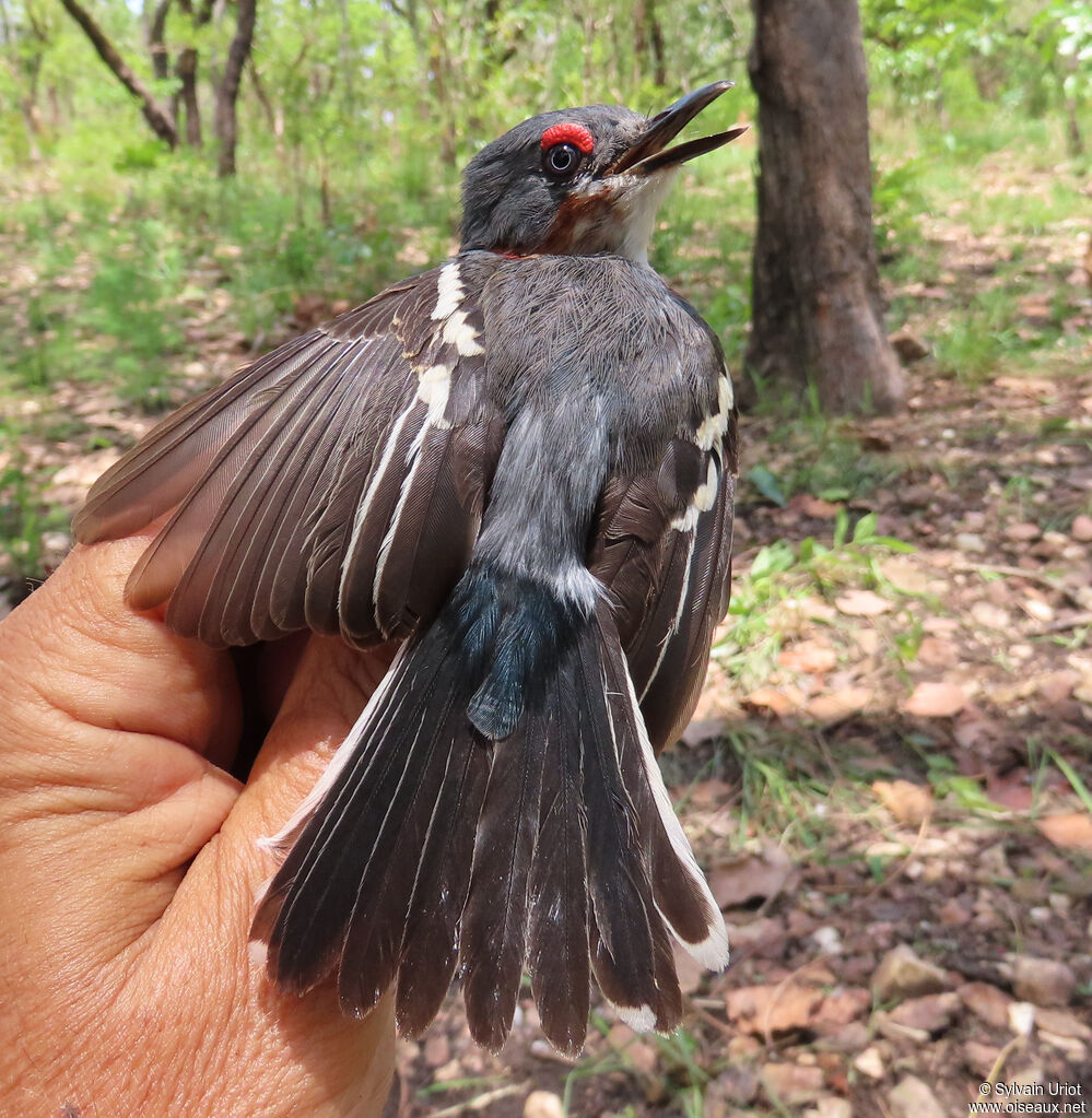 Brown-throated Wattle-eye male immature