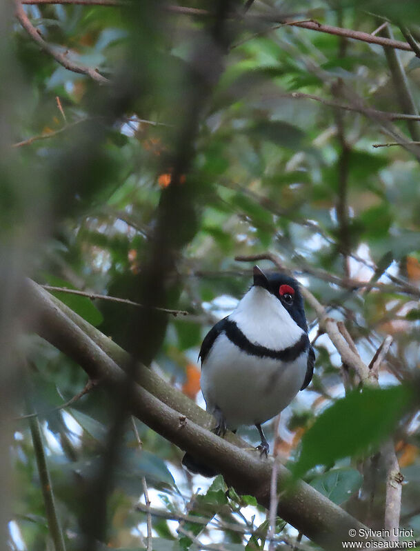 Black-throated Wattle-eye male adult