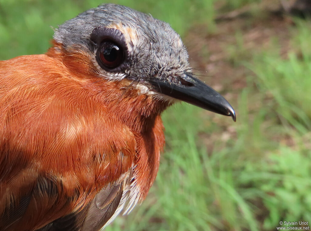 Chestnut Wattle-eye female adult