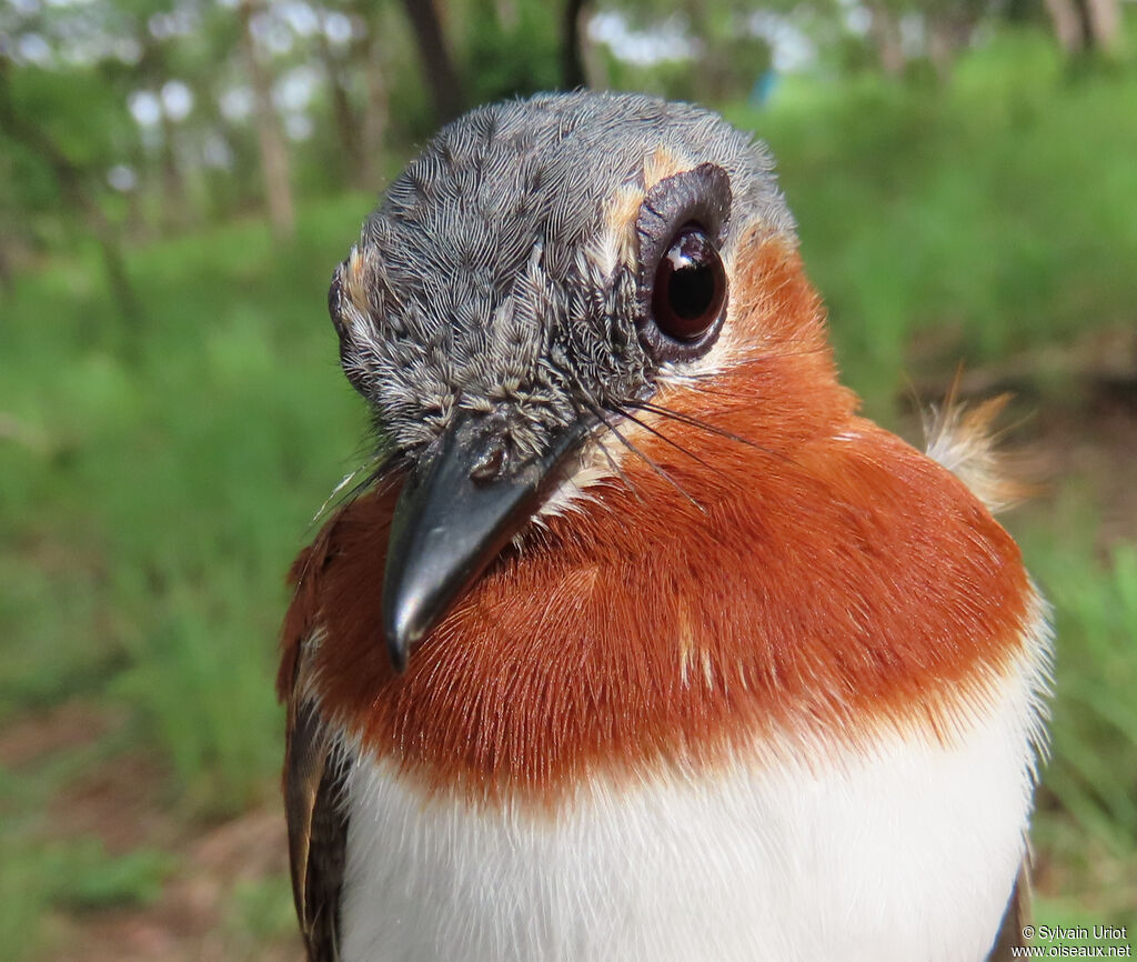 Chestnut Wattle-eye female adult