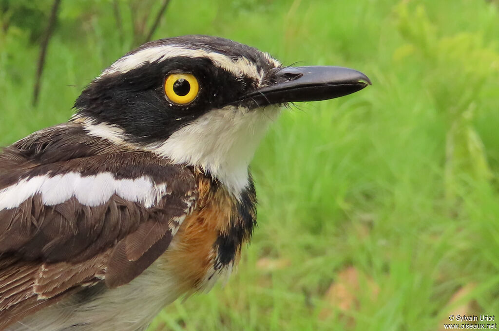 Pririt du Sénégal mâle immature