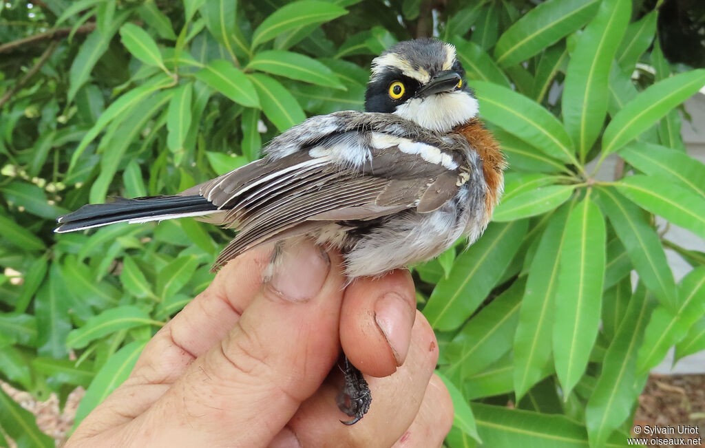 Pririt du Sénégal femelle immature