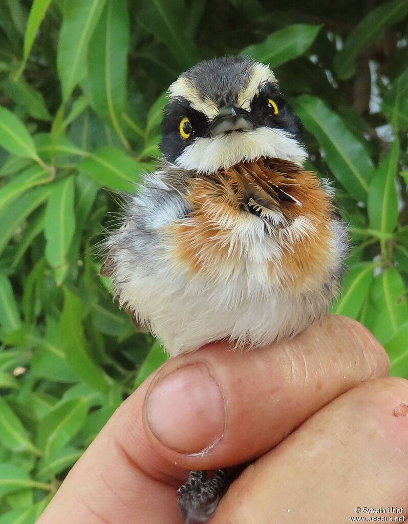 Pririt du Sénégal femelle immature