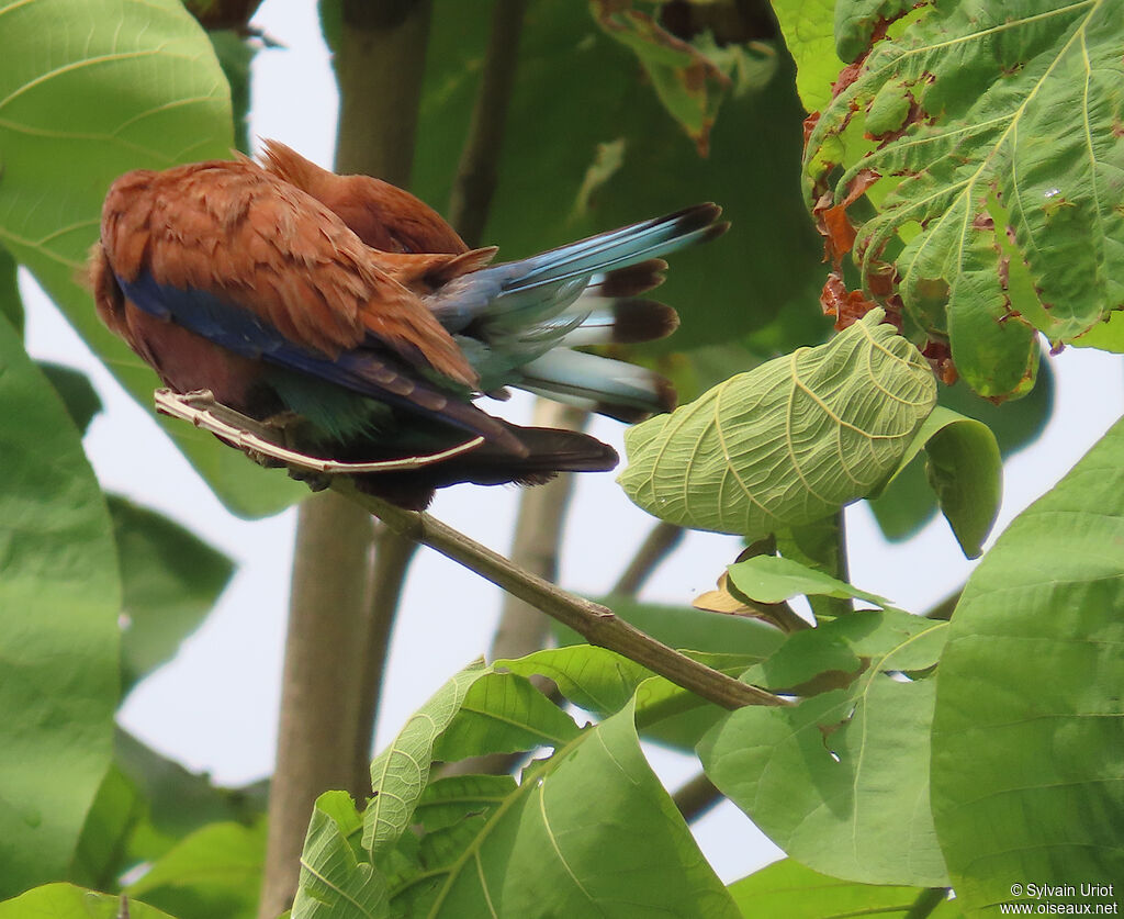 Broad-billed Rolleradult