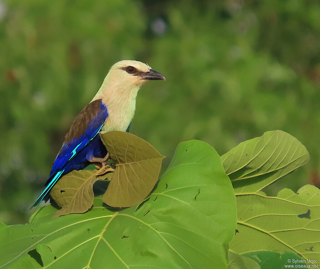 Blue-bellied Rolleradult