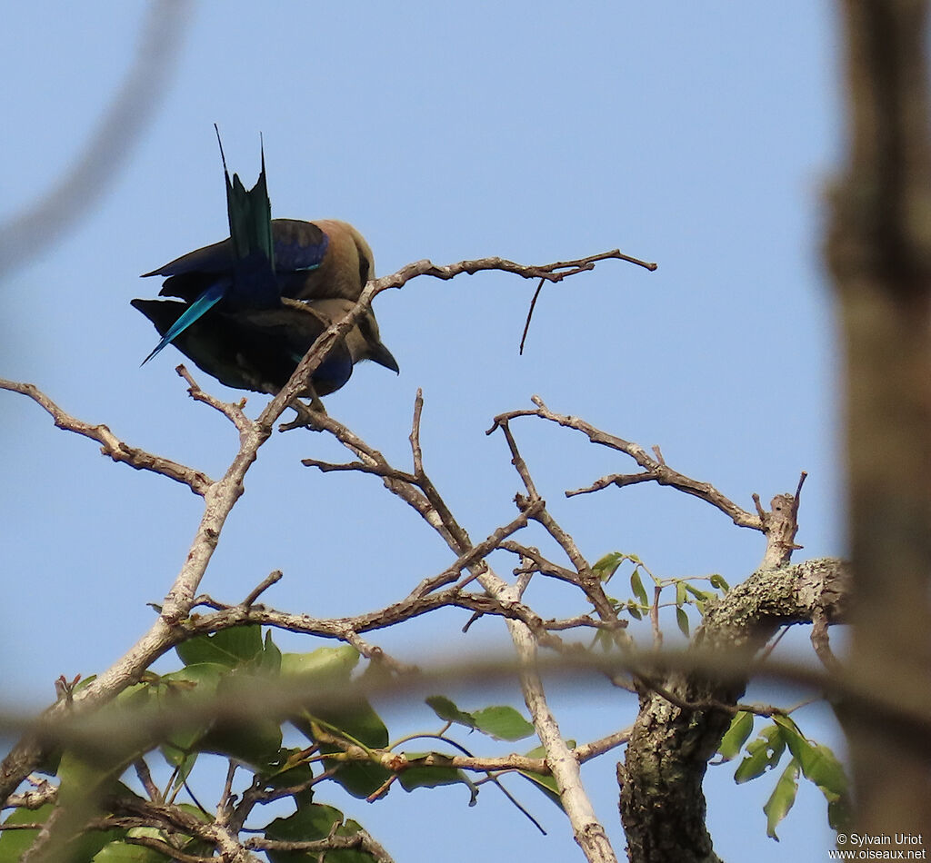 Rollier à ventre bleuadulte, accouplement.
