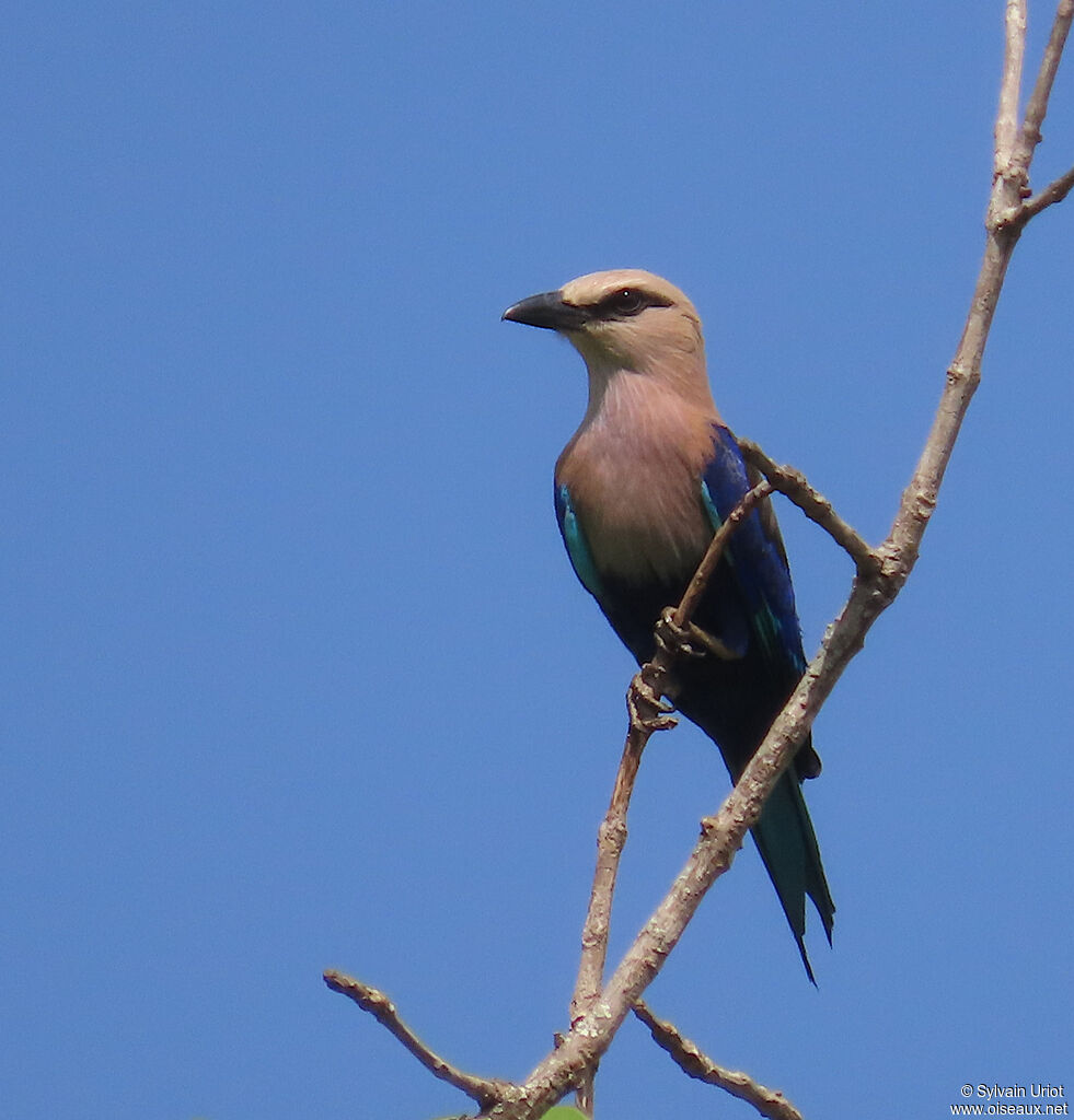 Blue-bellied Rolleradult