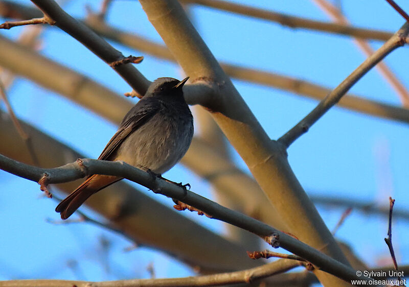 Black Redstart male adult