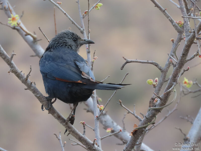 Red-winged Starling female adult