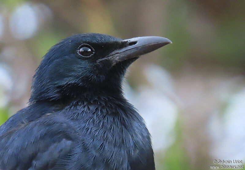 Red-winged Starling male adult